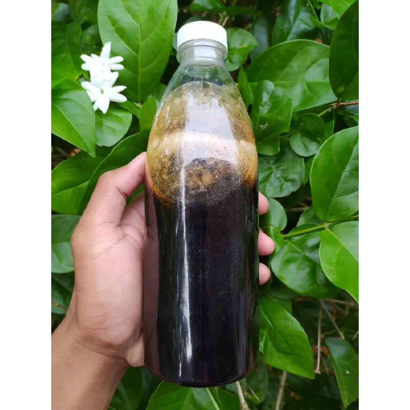 

Madu hutan asli dan murni|lebah apis melifera|660 gram|raw honey