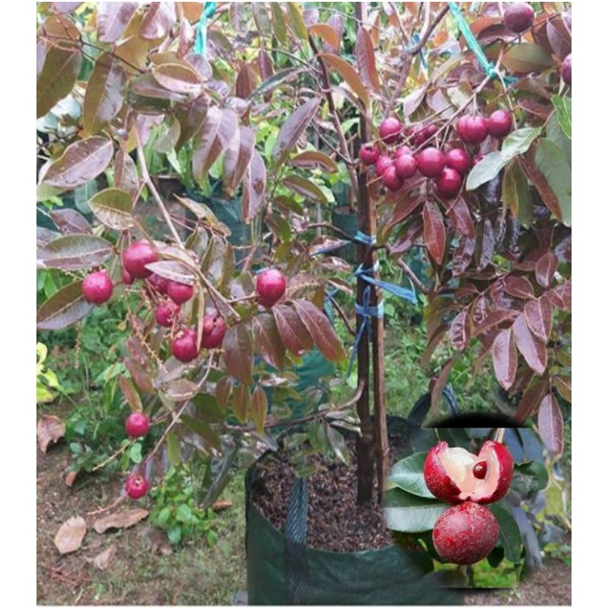 Bibit Kelengkeng Merah Rubbi Longan [Bibit Berkualitas Unggul]