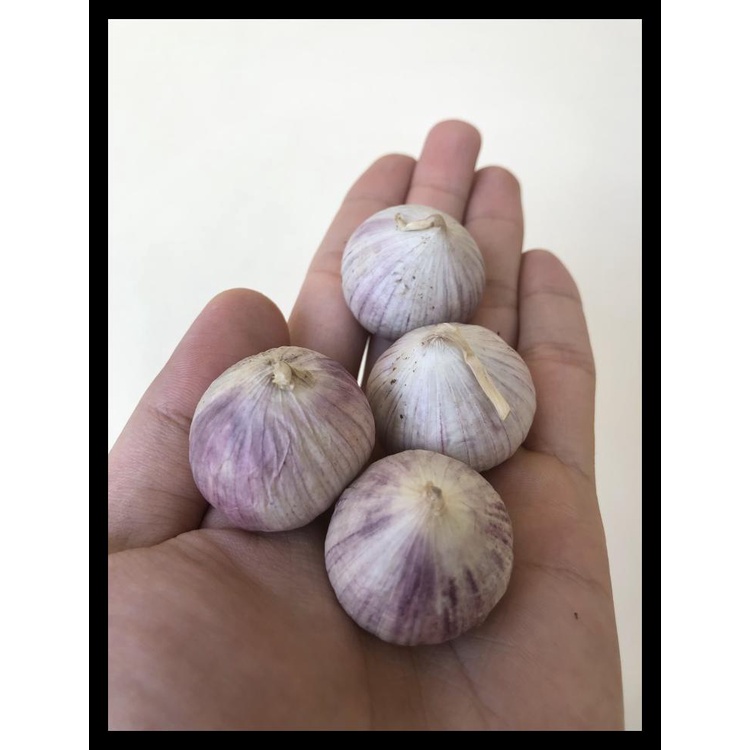 

BAWANG PUTIH TUNGGAL JUMBO 1KG - MEDIUM TERLARIS