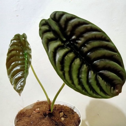 tanaman hias alocasia cuprea/keladi tengkorak