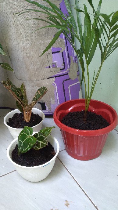 Tanaman Hias Indoor Palem Kuning Tunggi 50cm - Palm Kuning