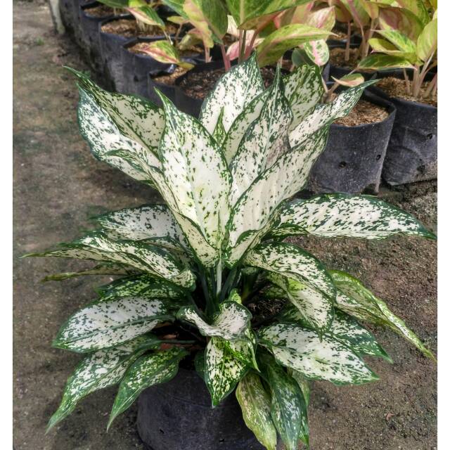 Aglonema Snow white rumpun