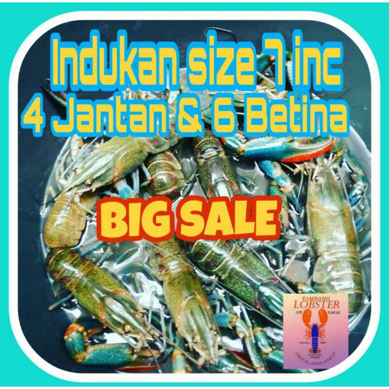 Indukan Lobster Air Tawar size 7 inc