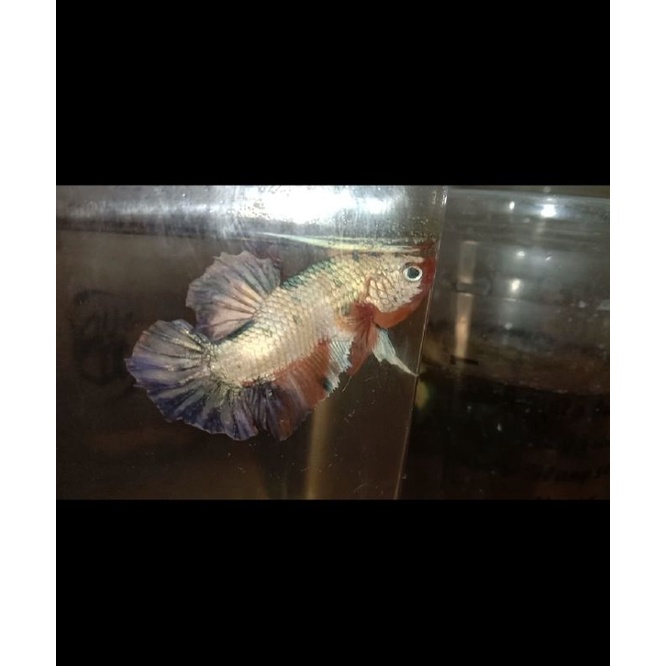 

Nemo Copper real pict