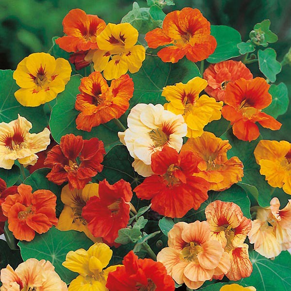 PAKET HEMAT - Benih Bunga Nasturtium 6 Varian Jenis Flower Seeds - Total 18 Biji