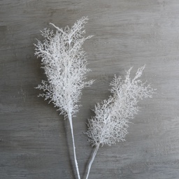 ASPARAGUS PUTIH | Shopee Indonesia