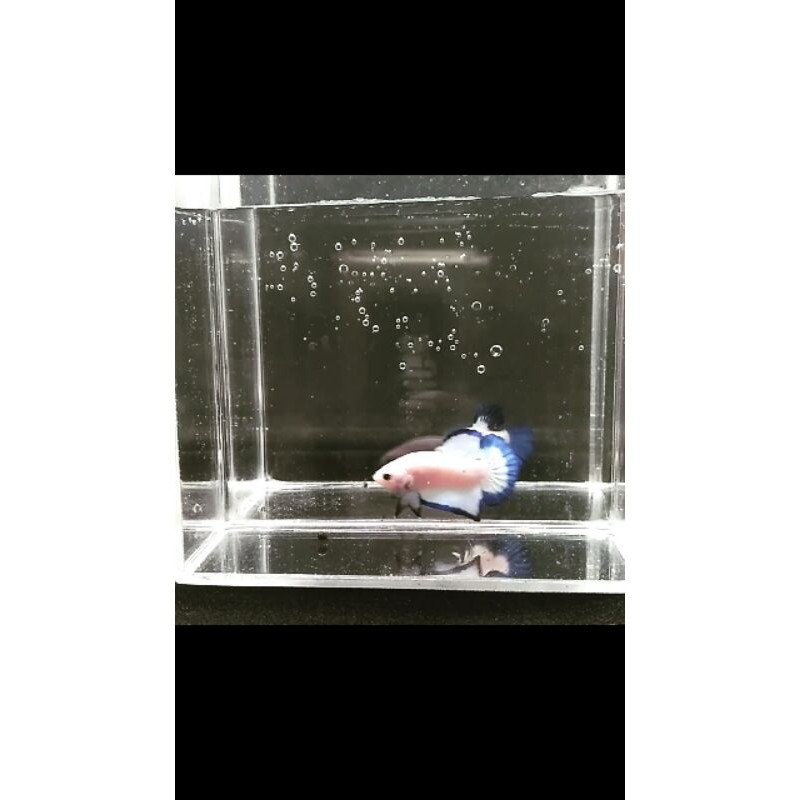 BLUE RIM MALE BUTTERFLY LINE THAI