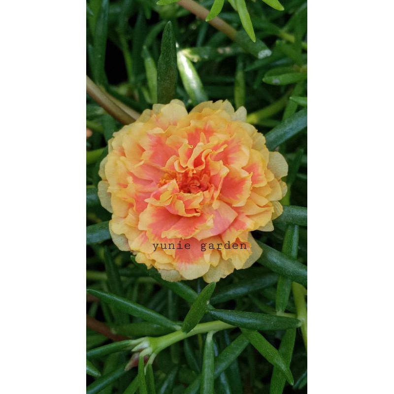 KROKOT IMPORT TONGRI