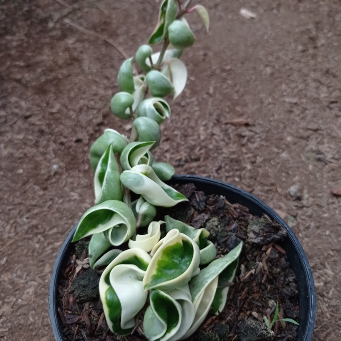 hoya compacta variegata size long KAKTUS SUKULEN TANAMAN HIAS