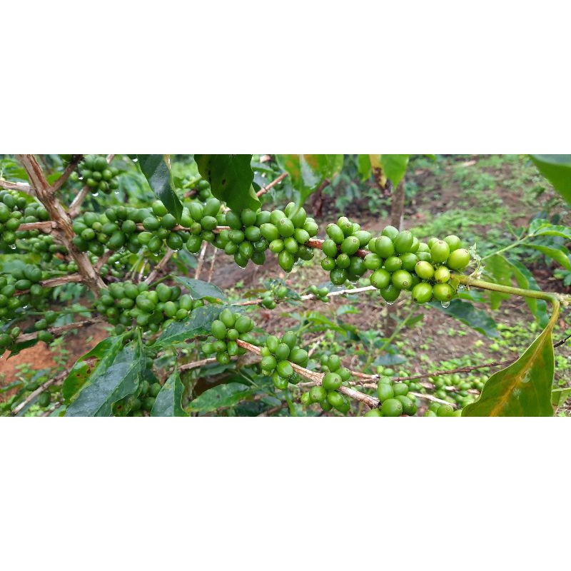 

Kopi Arabika Mandailing