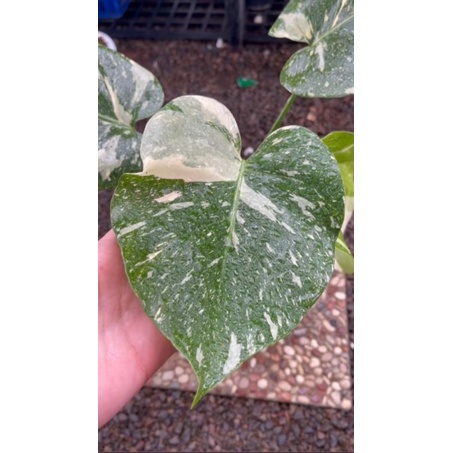 monstera varigata Thailand
