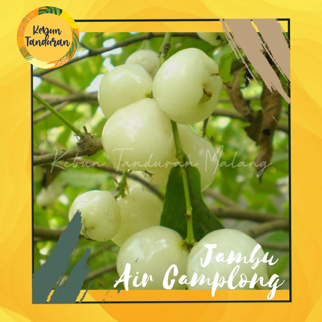 Bibit Jambu Air Camplong Madura Pohon Jambu Air