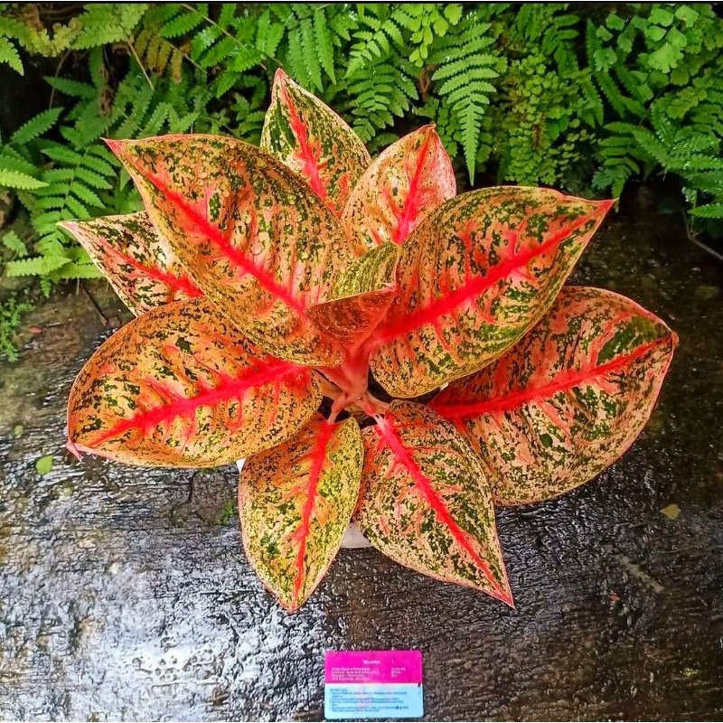 Aglaonema widuri golden / Aglonema widuri golden florist nursery / Aglonema widuri golden (Tanaman h