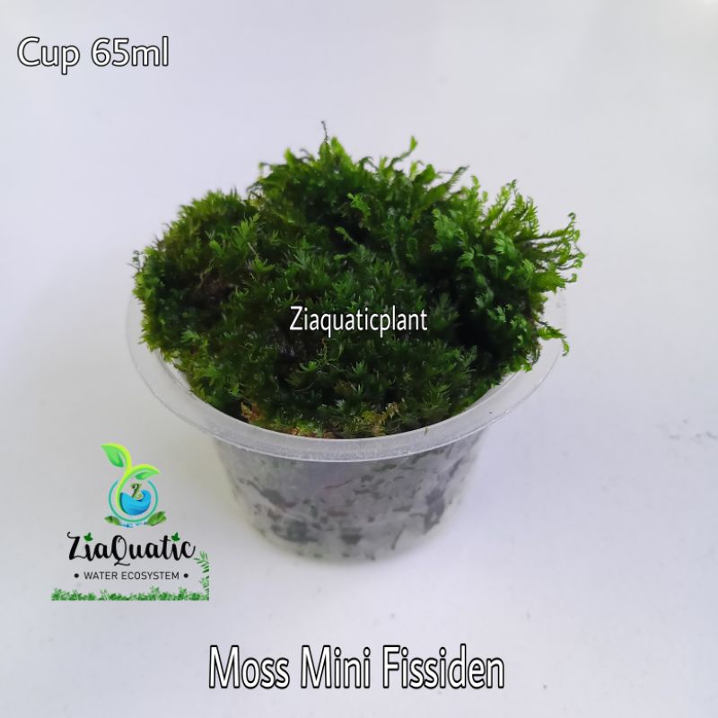 Tanaman Aquascape Moss Mini Fissiden Porsi Cup 65ml