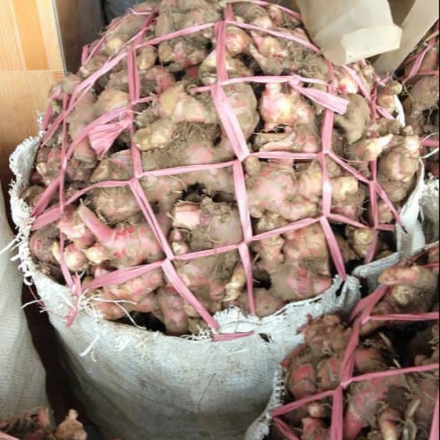 

PUSAT PENJUALAN JAHE MERAH KILOAN