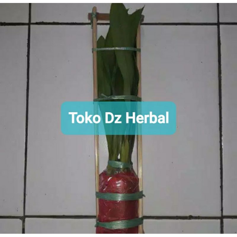 Bibit Anggrek hutan liar / anggrek langka-az