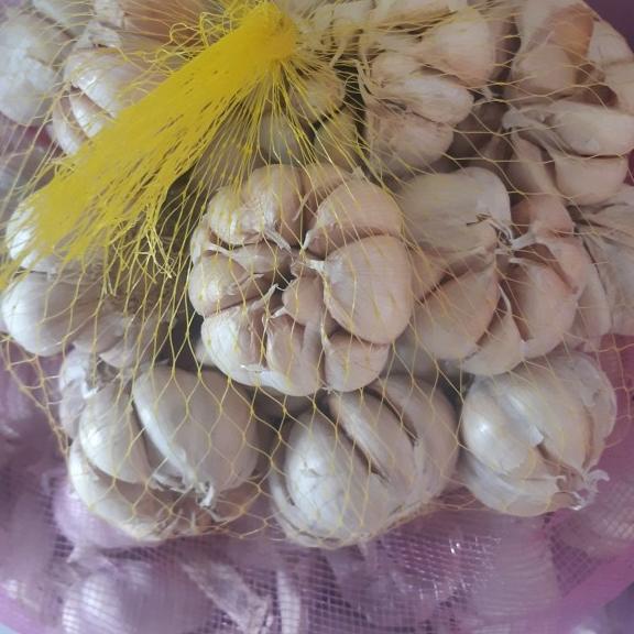 

➷ Bawang Putih 1 kg ☼