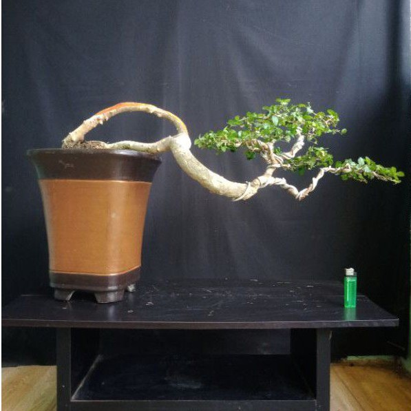 bonsai serut semi cascade