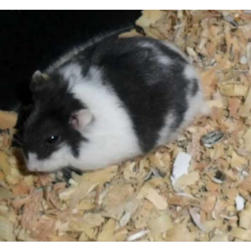Cambel Panda Hamster