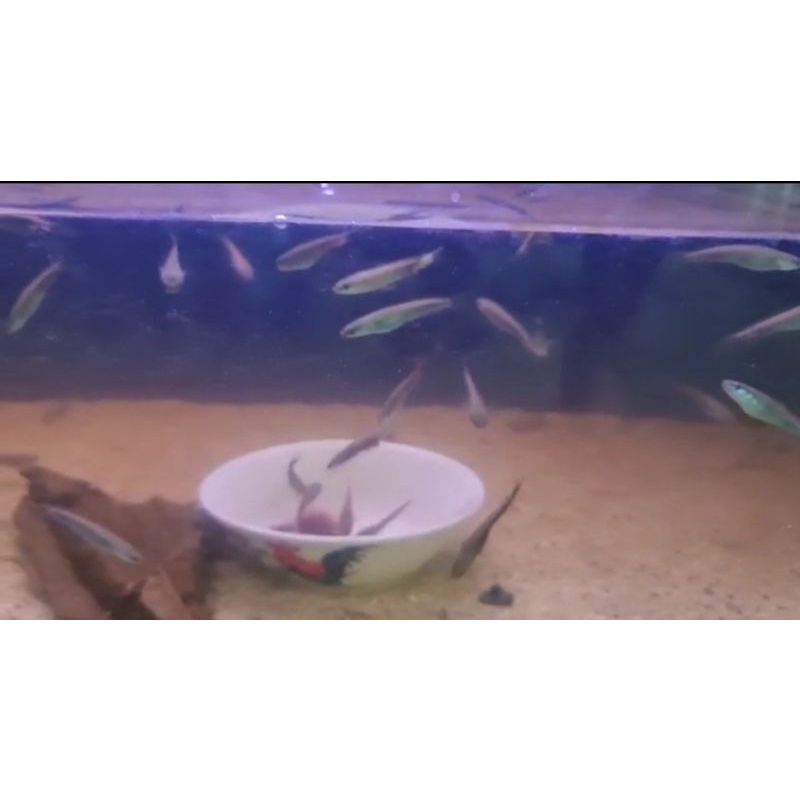 Channa Pangkalanbun size 5cm promo 10 ekor