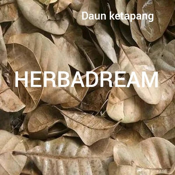 

1 KG DAUN KETAPANG KALIS TERMINALIA CATAPPA PENJERNIH AIR INDIAN BEACH ALMOND JI DA BANG KERING SIMPLISIA DRIED