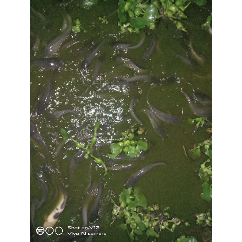 

ikan lele 1 kg