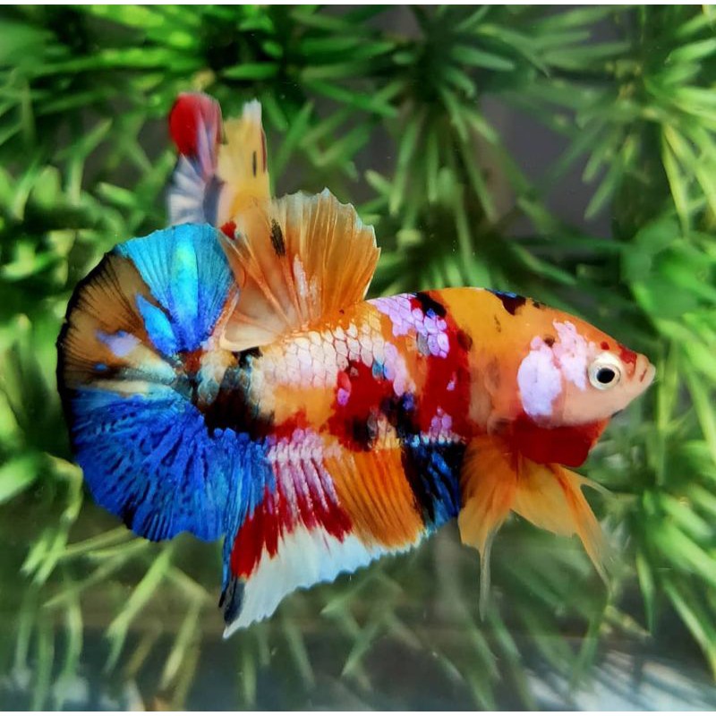 Anakan / Bahanan Ikan cupang hias Koi / Nemo galaxy multi colour #008