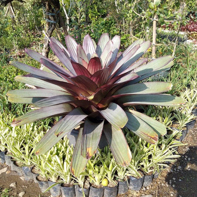 Bromelia Giant Merah