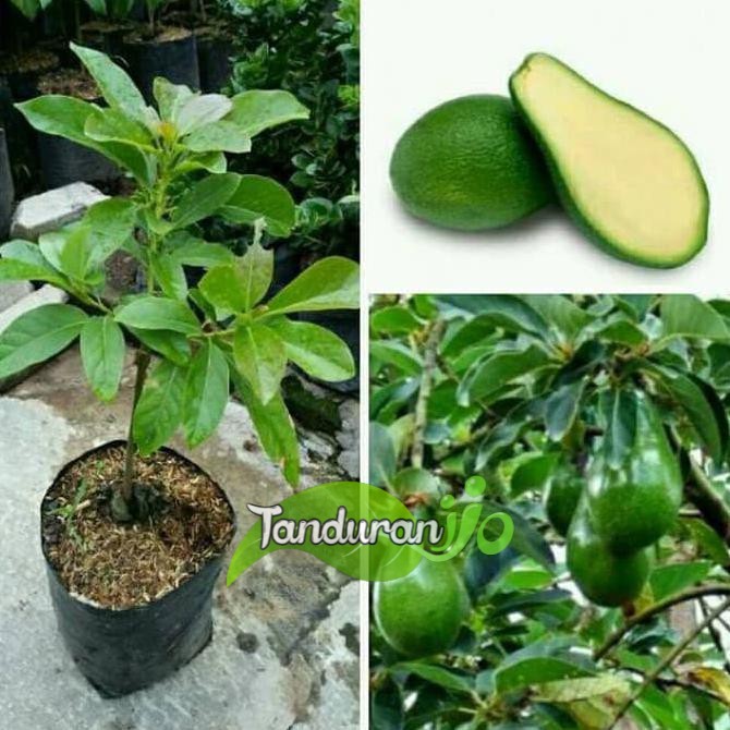 Bibit alpukat tanpa biji //NON BIJI super unggul