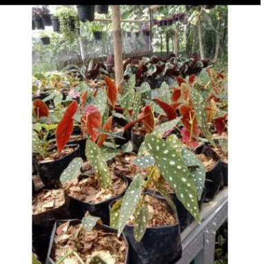 tanaman hias begonia polkadot dewasa