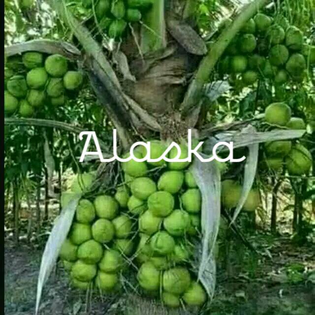 Bibit kelapa hijau hibrida Unggul.