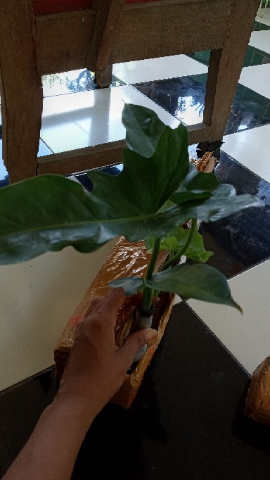 Tanaman Hias Philodendron Golden Dragon