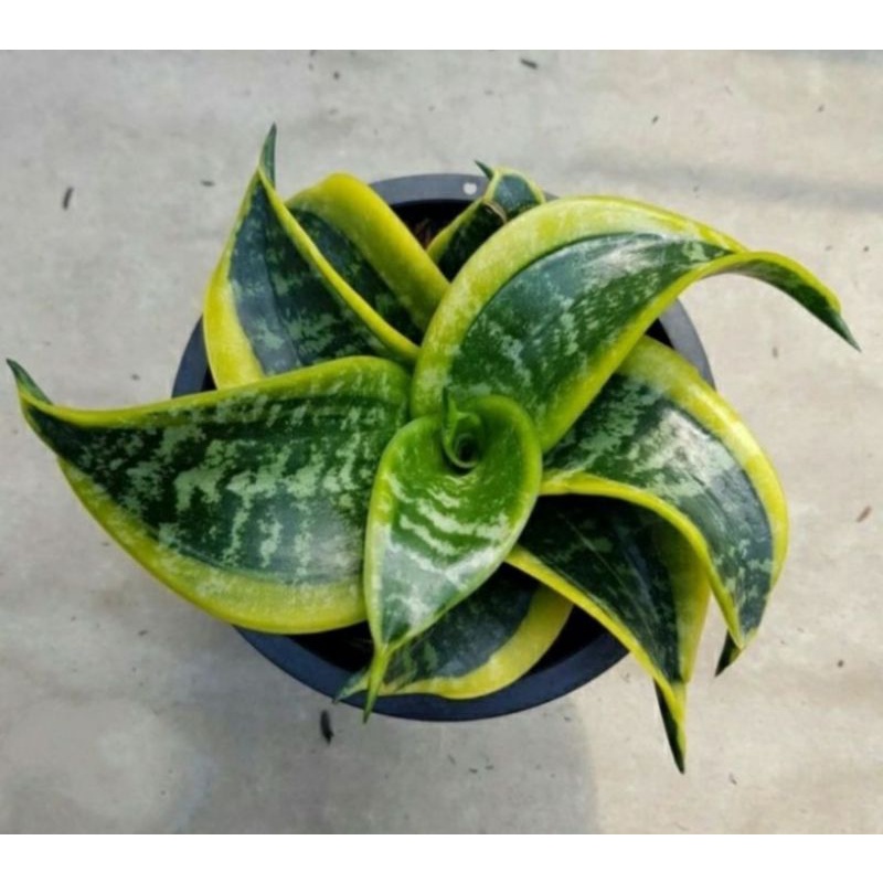 Tanaman Hias Sensivera Twister/Tsunami