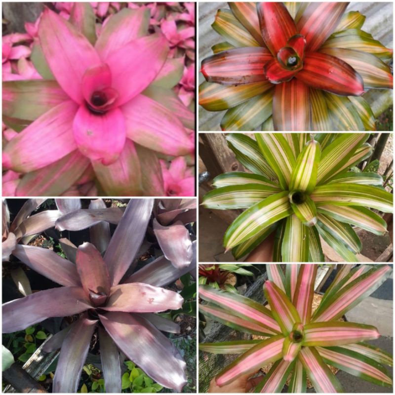 paket tanaman bromelia - paket 5 jenis bromelia