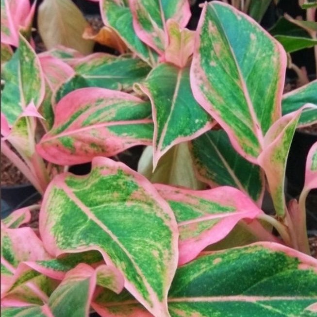 Aglaonema Pink Lipstick