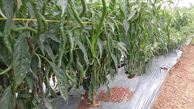 Benih CMK Batu Garut - bibit cabai 5 gram