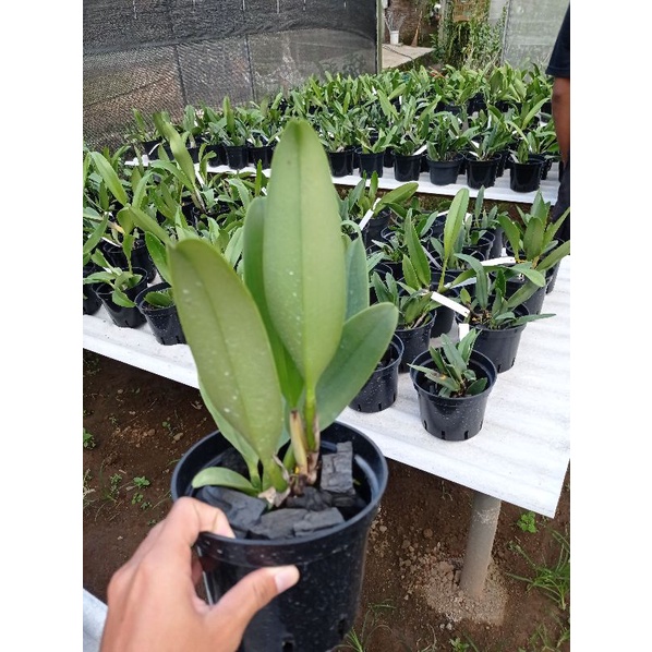 anggrek catleya/cattleya dewasa