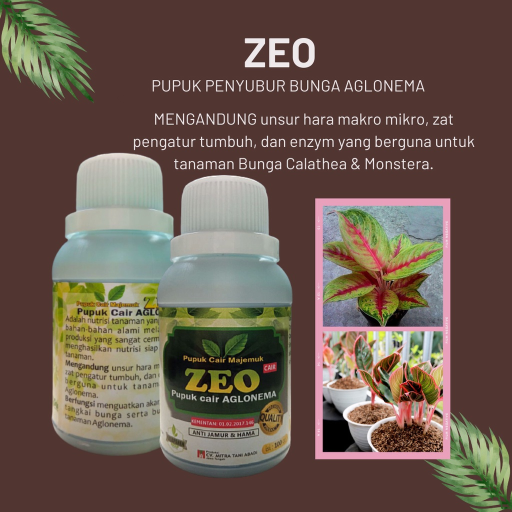Pupuk Aglonema Penumbuh Tunas, Pupuk Daun Aglonema, Pupuk ZEO Cair untuk aglonema