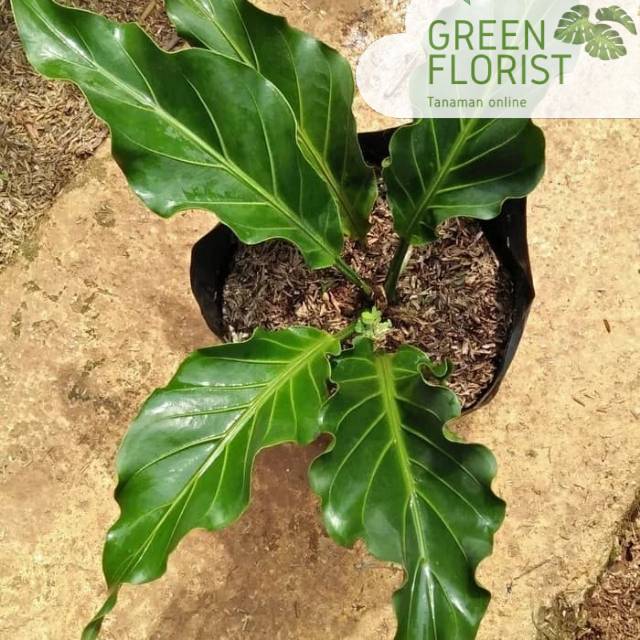 Tanaman indoor anthurium gelombang cinta - pohon anthurium gelombang cinta - anthurium