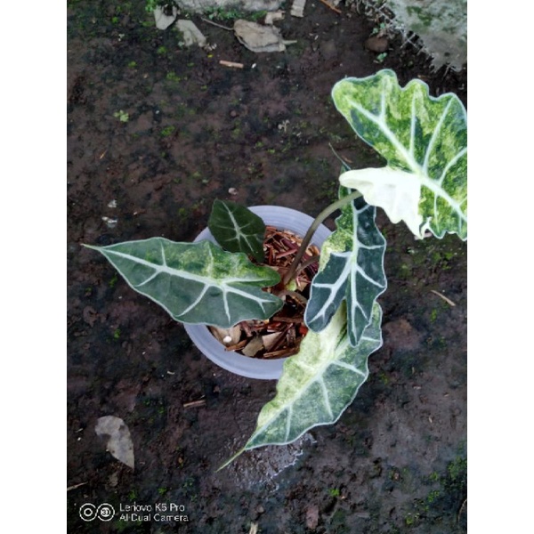 Alocasia Amazon Variegata