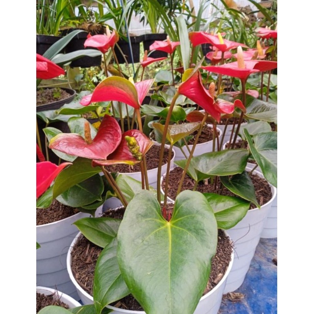 Tanaman hias anthurium presiden bunga merah jenis besar