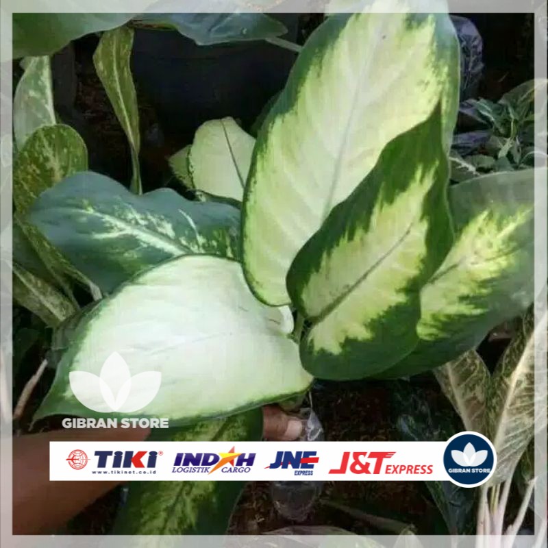 tanaman hias aglaonema blanceng susu aglaonema blanceng putih
