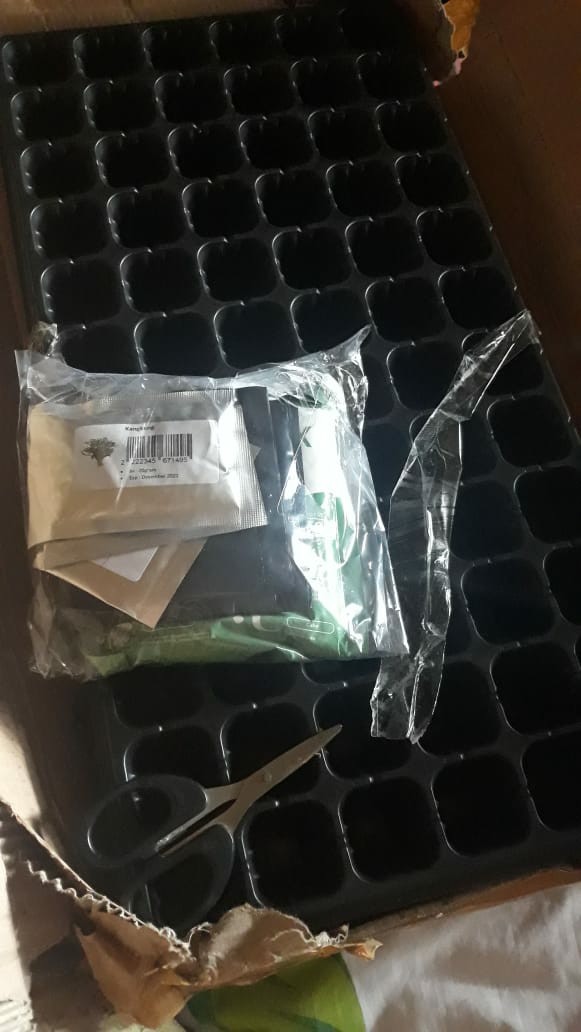 Purie Garden Tray Semai 72 Lubang