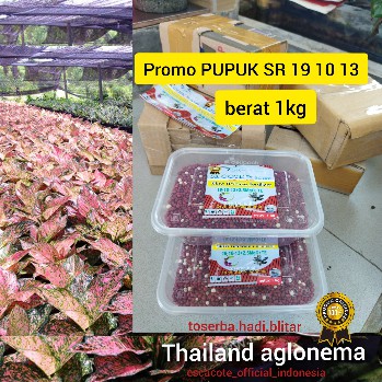 pupuk slow release merah 1kg, pupuk slow release 19 10 13, pupuk aglonema, pupuk sr merah, dekastar