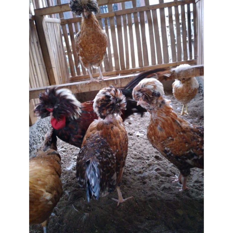 Telur ayam hias Poland jambul