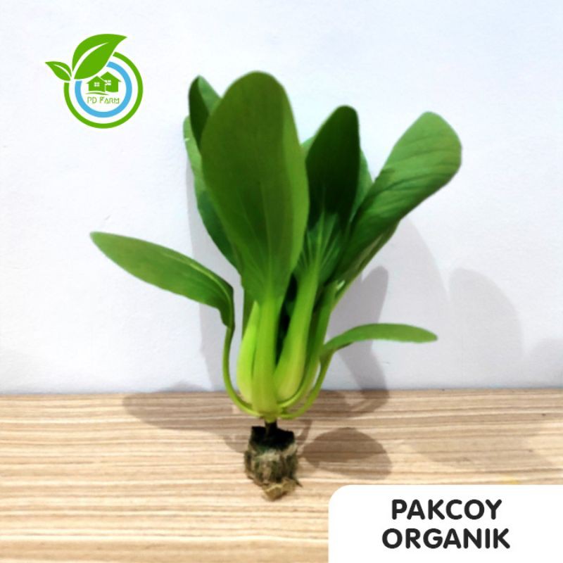 

Pokcoy Hidroponik (250gram) per pack