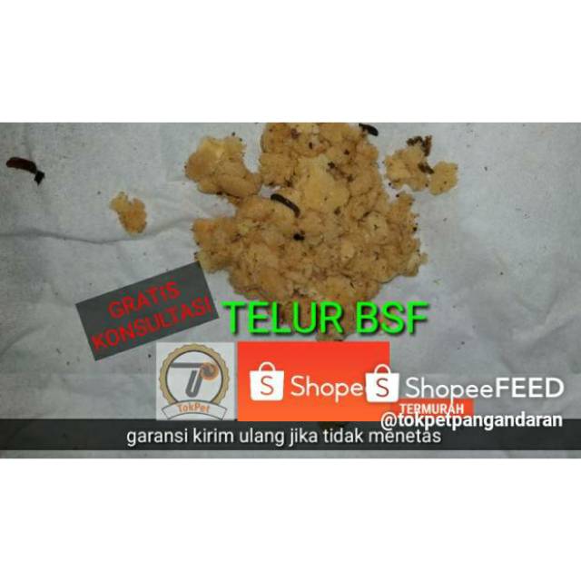 

Telur bsf per cluster