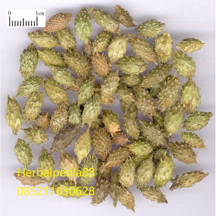 

Cang Er Zi / Xanthium Fruit / Cocklebur / Burweed Cang Er Ce