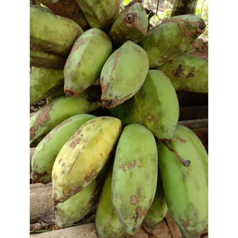 

1 kg pisang kepok tua pakan burung dan manusia