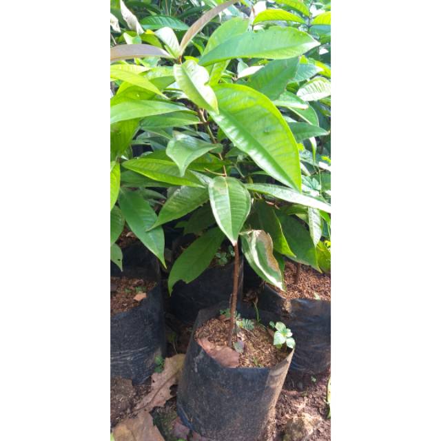 Pohon Jambu jamaica//Tanaman buah Jambu Bol